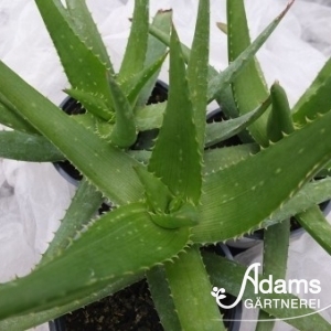 Aloe, Wüstenlilie / Aloe vera