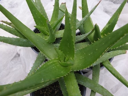 Aloe, Wüstenlilie / Aloe vera
