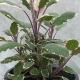Bunt-Salbei / Salvia officinalis