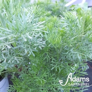 Eberraute / Artemisia abrotanum