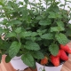 Erdbeer-Minze / Mentha species