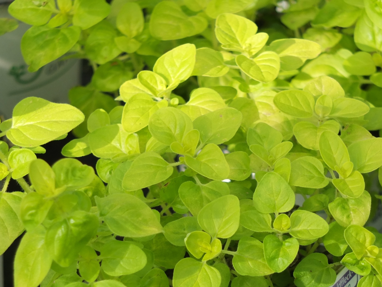 Oregano / GoldOregano Adams Gärtnerei