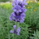 Lavendel / Lavandula angustifolia