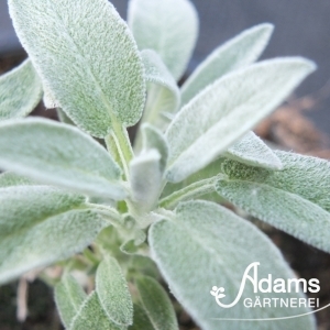 Marzipan-Salbei / Salvia officinalis Hybr. Narzareth