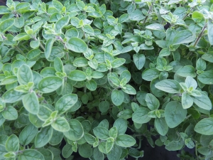 Oregano / Hngender Oregano  Adams Grtnerei