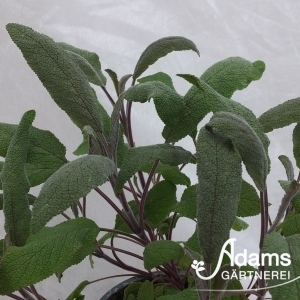 Purpur-Salbei / Salvia officinalis