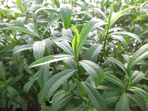 Süße Tagetes