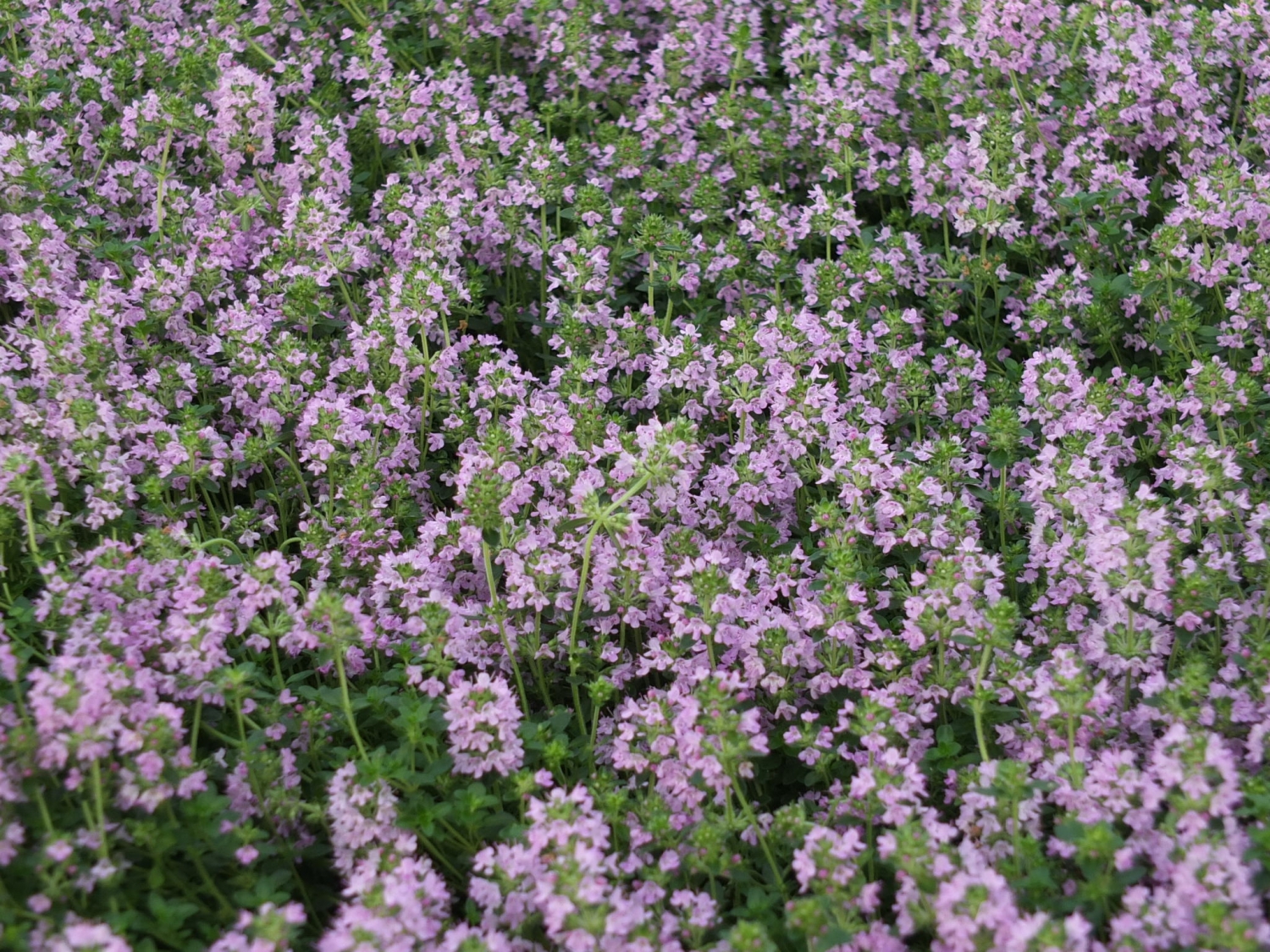 Thymian Adams Gärtnerei